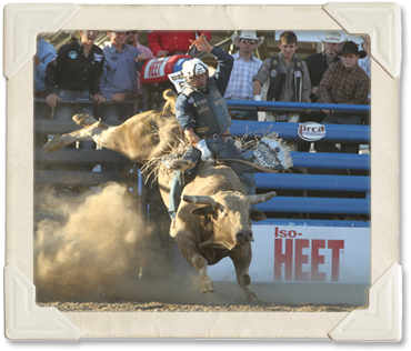 A bull blasts out of the chute during the Bull Riding event.  (©Watson Rodeo Photos, Inc.)